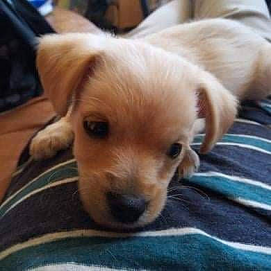 Junko a rejoint le concours — aidez-le/la à gagner de superbes lots ! carnivore, comfort, companion_dog, dog, dog_breed, fur, paw, pomeranian, puppy_love, tail, toy_dog, watch, whiskers, wood