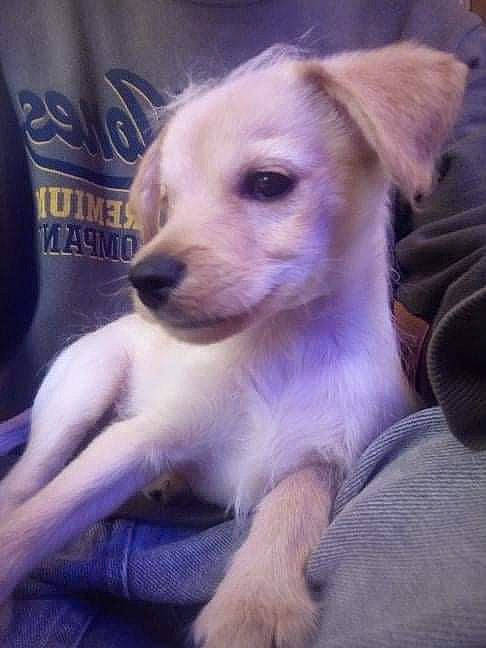 Junko participe au concours pour gagner de l'argent avec cette photo : canidae, carnivore, companion_dog, dog, dog_breed, ear, fawn, fur, logo, non_sporting_group, paw, photo_caption, puppy, snout, sporting_group, terrestrial_animal, whiskers, working_animal