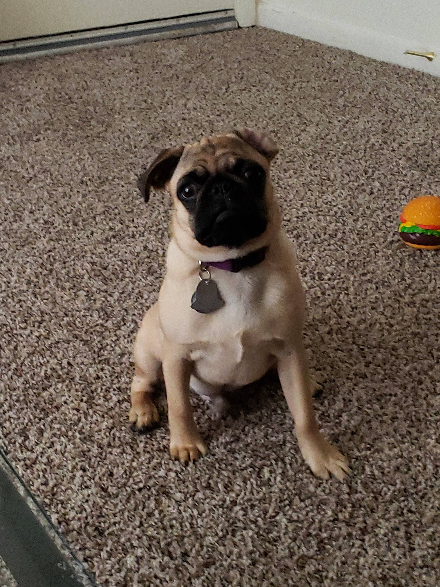 Nuggets is registered to the contest to win money with this photo: canidae, carnivore, companion_dog, dog, dog_breed, fawn, floor, mammal, pug, puggle, puppy, skin, snout, sporting_group, toy_dog, vertebrate
