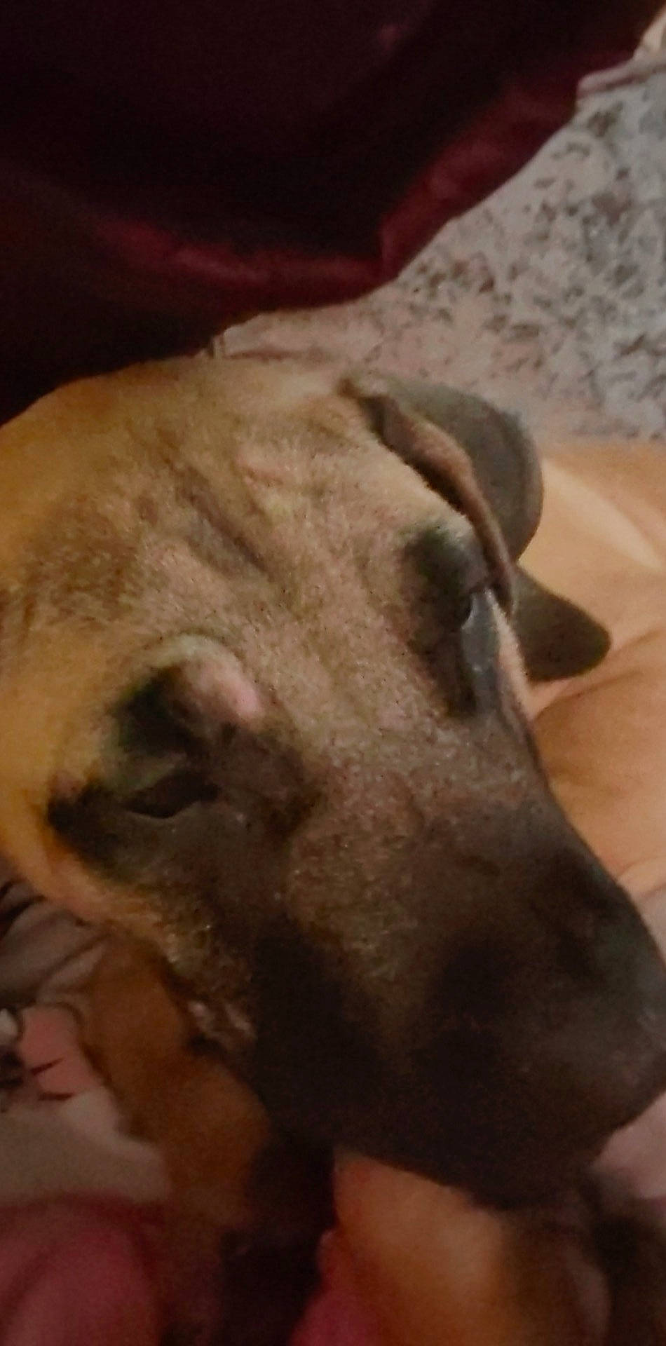 Leo is registered to the contest to win money with this photo: canidae, carnivore, companion_dog, dog, dog_breed, ear, fawn, fur, guard_dog, jaw, liver, non_sporting_group, snout, sporting_group, terrestrial_animal, whiskers, working_animal, wrinkle