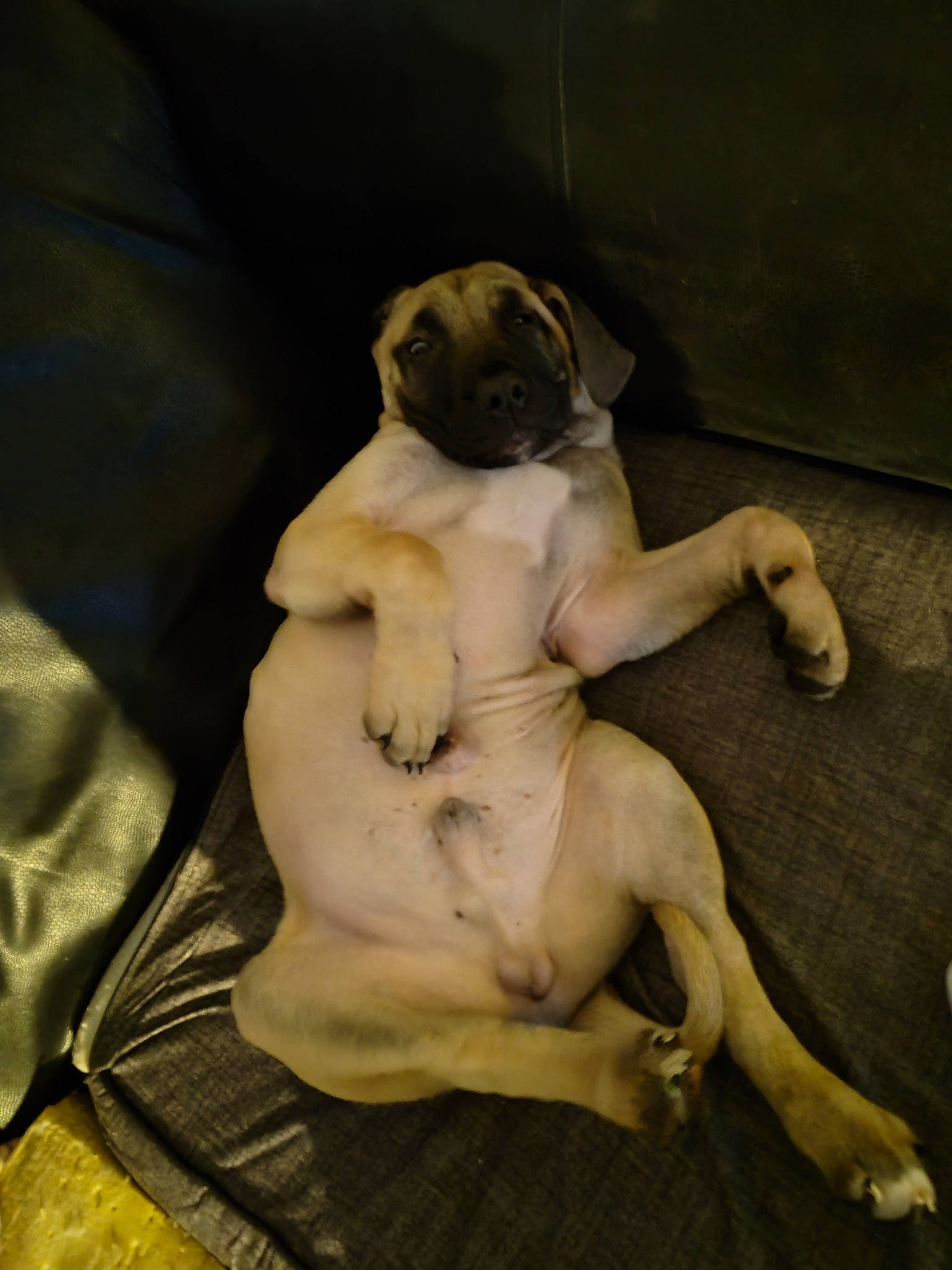 Leo joined the competition — help win amazing prizes! art, barechested, canidae, carnivore, comfort, companion_dog, dog, dog_breed, fawn, flooring, fur, human_leg, paw, sporting_group, tail, toy_dog, trunk, wood, working_animal, wrinkle