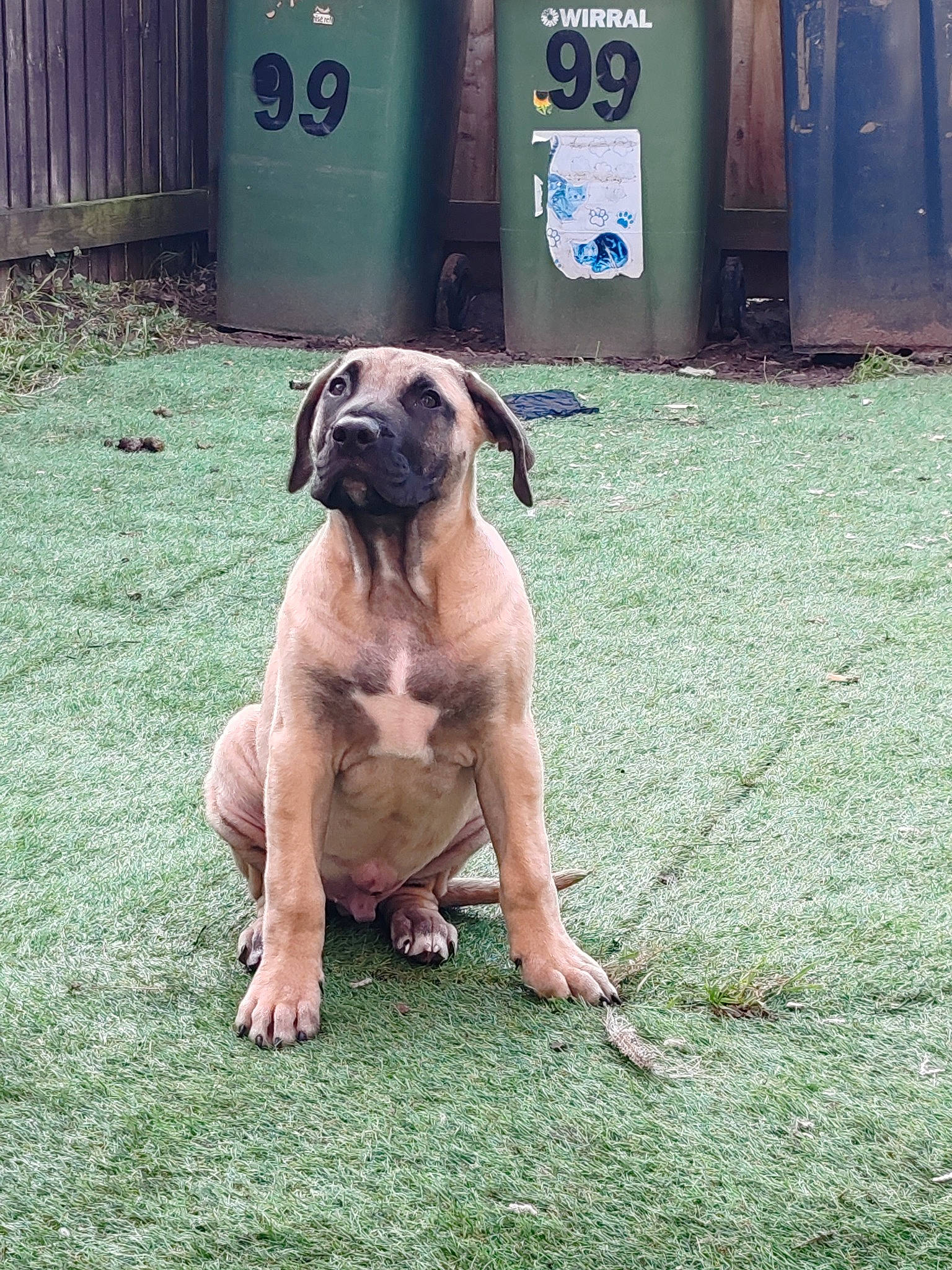 Leo joined the competition — help win amazing prizes! ancient_dog_breeds, canidae, carnivore, companion_dog, dog, dog_breed, dog_collar, door, fawn, gas, grass, guard_dog, molosser, non_sporting_group, snout, sporting_group, tail, waste_container, working_animal, working_dog