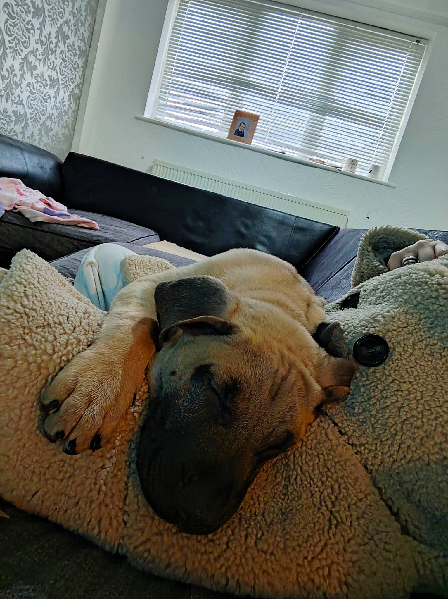 Leo joined the competition — help win amazing prizes! carnivore, comfort, companion_dog, couch, dog, dog_breed, fawn, floor, flooring, hardwood, linens, living_room, snout, textile, window, window_blind, window_covering, window_treatment, wood, working_animal