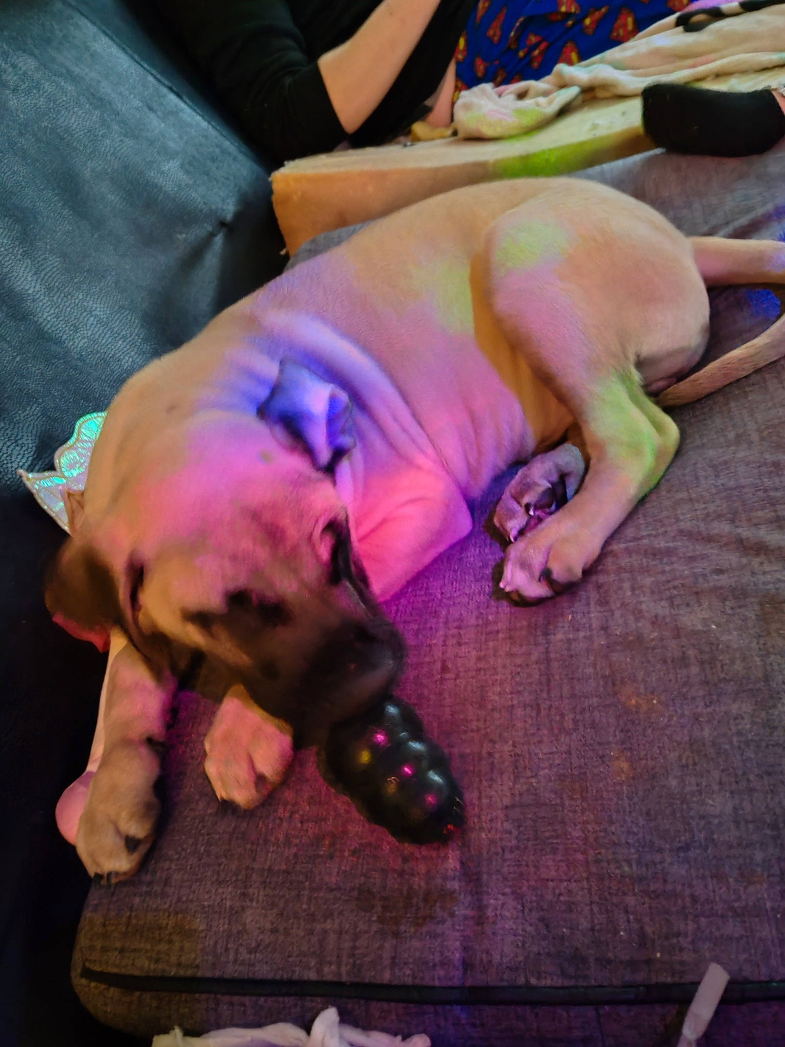 Leo joined the competition — help win amazing prizes! canidae, carnivore, companion_dog, dog_breed, event, fawn, flesh, fun, guard_dog, human_leg, performance, performance_art, pink, public_event, purple, snout, sporting_group, thigh, wrinkle, wrist