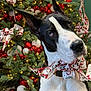 dog, great_dane, christmas_tree, holiday, decoration, bow, santa, ornaments, lights, black_and_white, pet, portrait, festive, celebration, indoors, animal, close_up, cute, christmas, tree