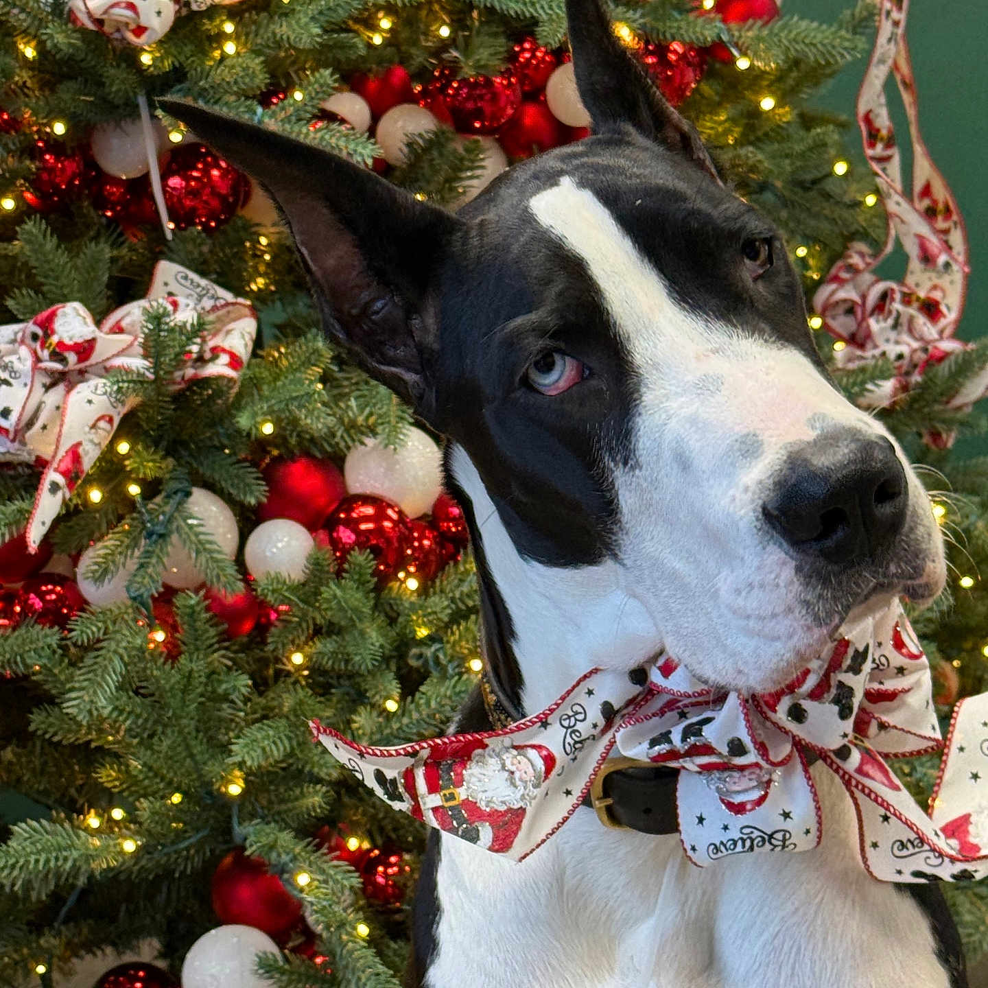 Every is registered to the contest to win money with this photo: animal, black_and_white, bow, celebration, christmas, christmas_tree, close_up, cute, decoration, dog, festive, great_dane, holiday, indoors, lights, ornaments, pet, portrait, santa, tree