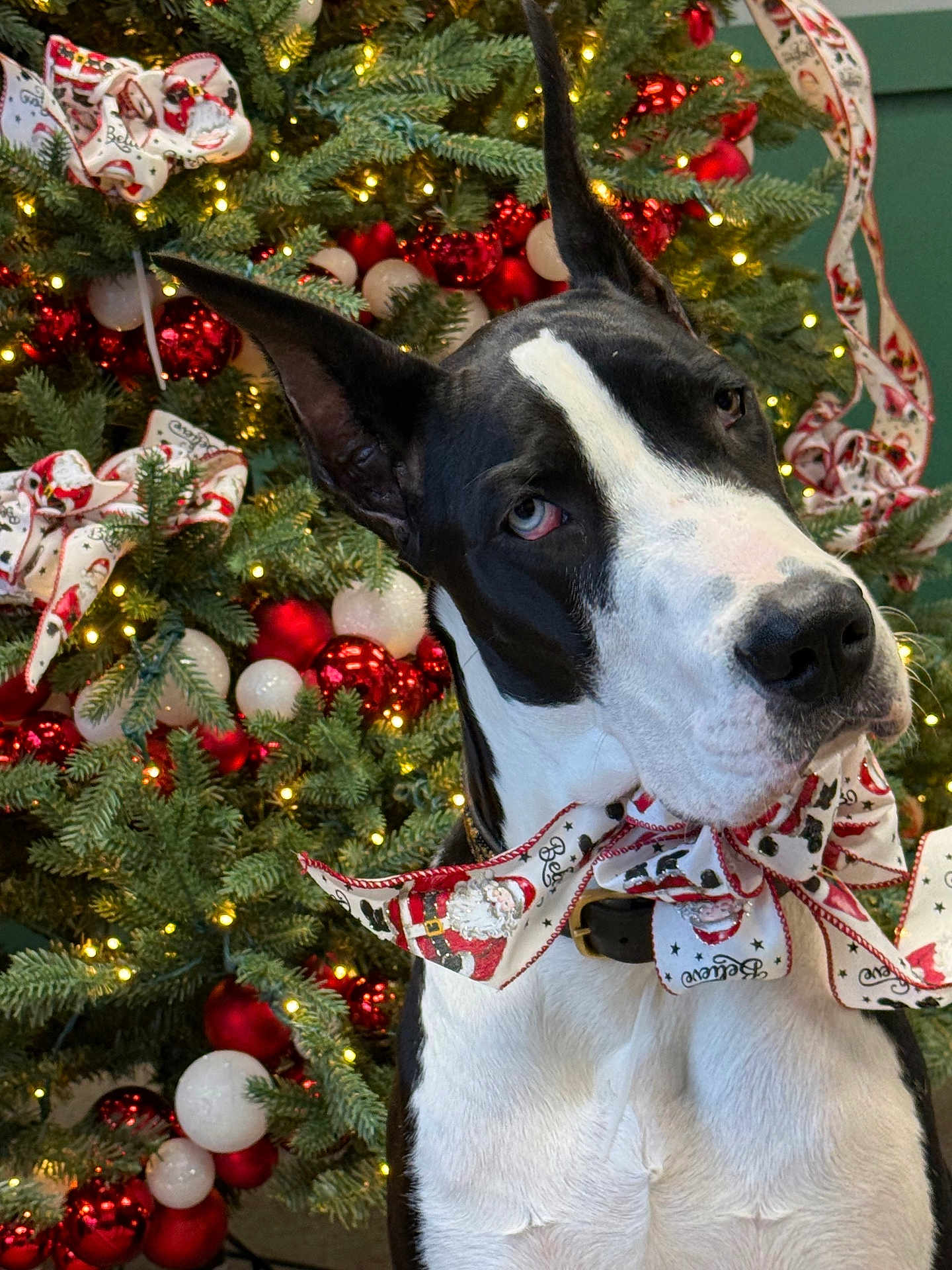 Every is registered to the contest to win money with this photo: dog, great_dane, christmas_tree, holiday, decoration, bow, santa, ornaments, lights, black_and_white, pet, portrait, festive, celebration, indoors, animal, close_up, cute, christmas, tree