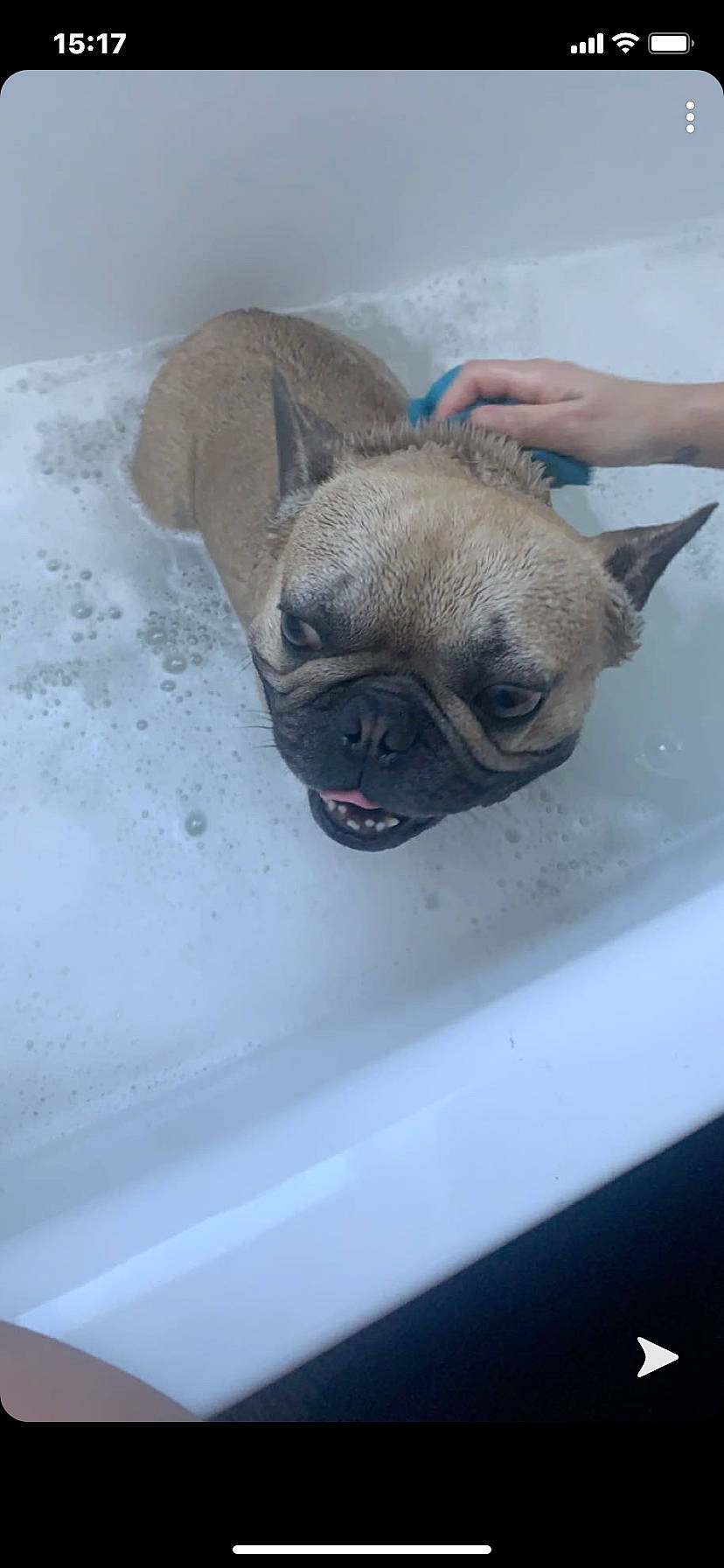 Niglo a rejoint le concours — aidez-le/la à gagner de superbes lots ! bathtub, bulldog, canidae, carnivore, companion_dog, dog, dog_breed, fawn, french_bulldog, mammal, non_sporting_group, pug, puppy, skin, snout, sporting_group, toy_dog, working_animal, wrinkle