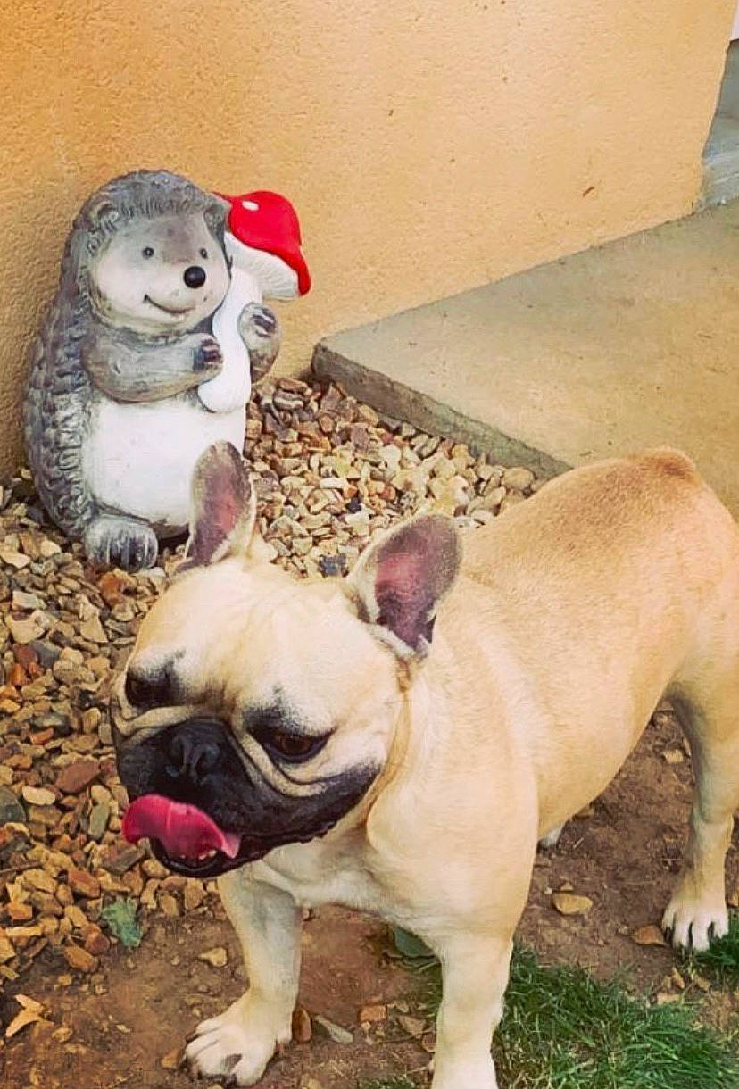 Niglo participe au concours pour gagner de l'argent avec cette photo : bulldog, canidae, carnivore, collar, companion_dog, dog, dog_breed, fawn, french_bulldog, non_sporting_group, pet_supply, skin, snout, stuffed_toy, terrestrial_animal, toy, toy_dog, vertebrate, whiskers, working_animal