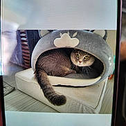 Duman participe au concours pour gagner de l'argent avec cette photo : animal, cat, cat_bed, comfortable, cozy, cushion, cute, domestic_cat, fur, furniture, gray_cat, green_eyes, household, indoor, pet, portrait, resting, tail, whiskers, wooden_floor