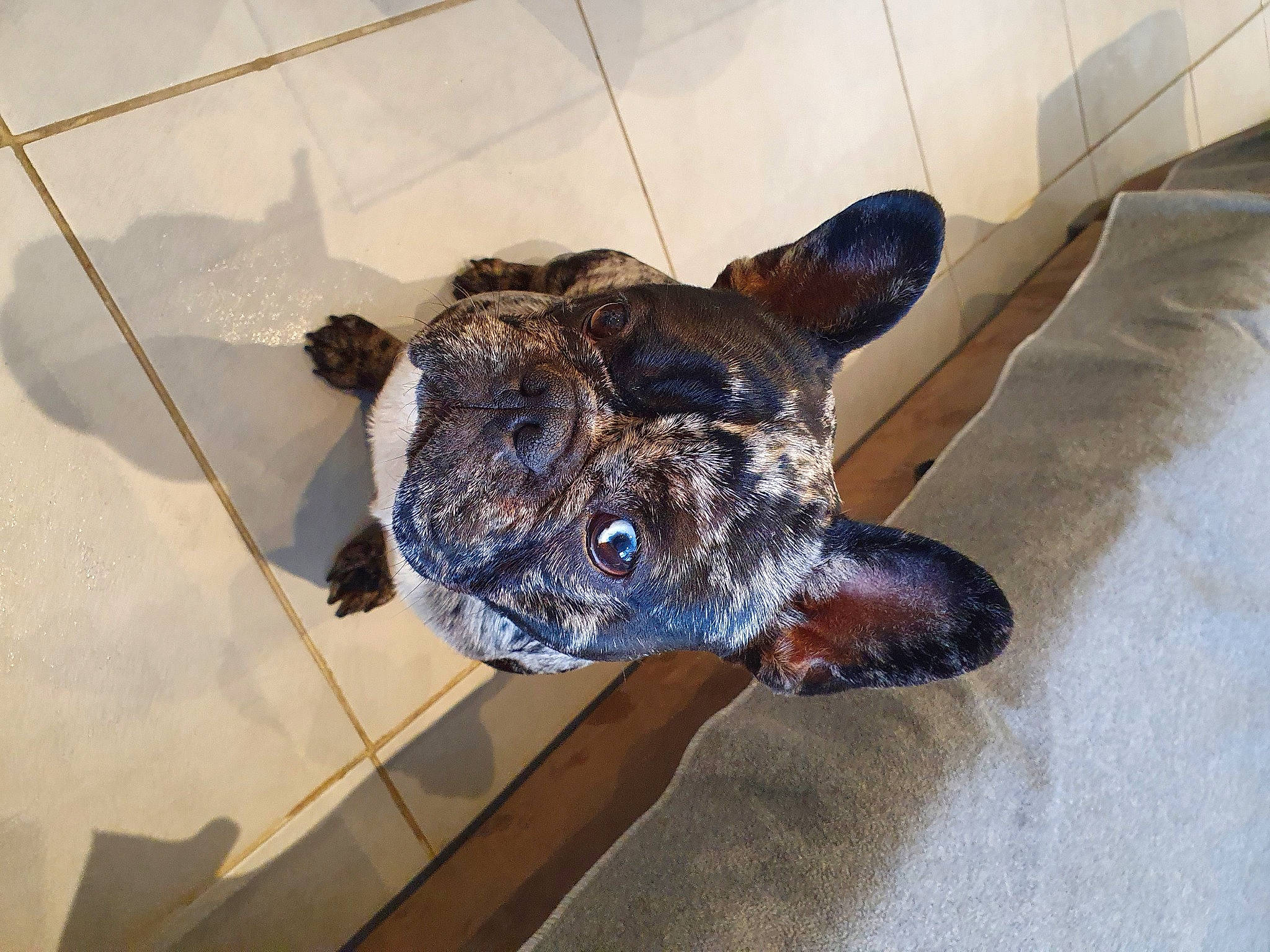 Boston a rejoint le concours — aidez-le/la à gagner de superbes lots ! canidae, carnivore, claw, companion_dog, dog, dog_breed, fawn, felidae, flooring, fur, guard_dog, liver, non_sporting_group, small_to_medium_sized_cats, tail, terrestrial_animal, terrier, tile_flooring, whiskers, working_animal