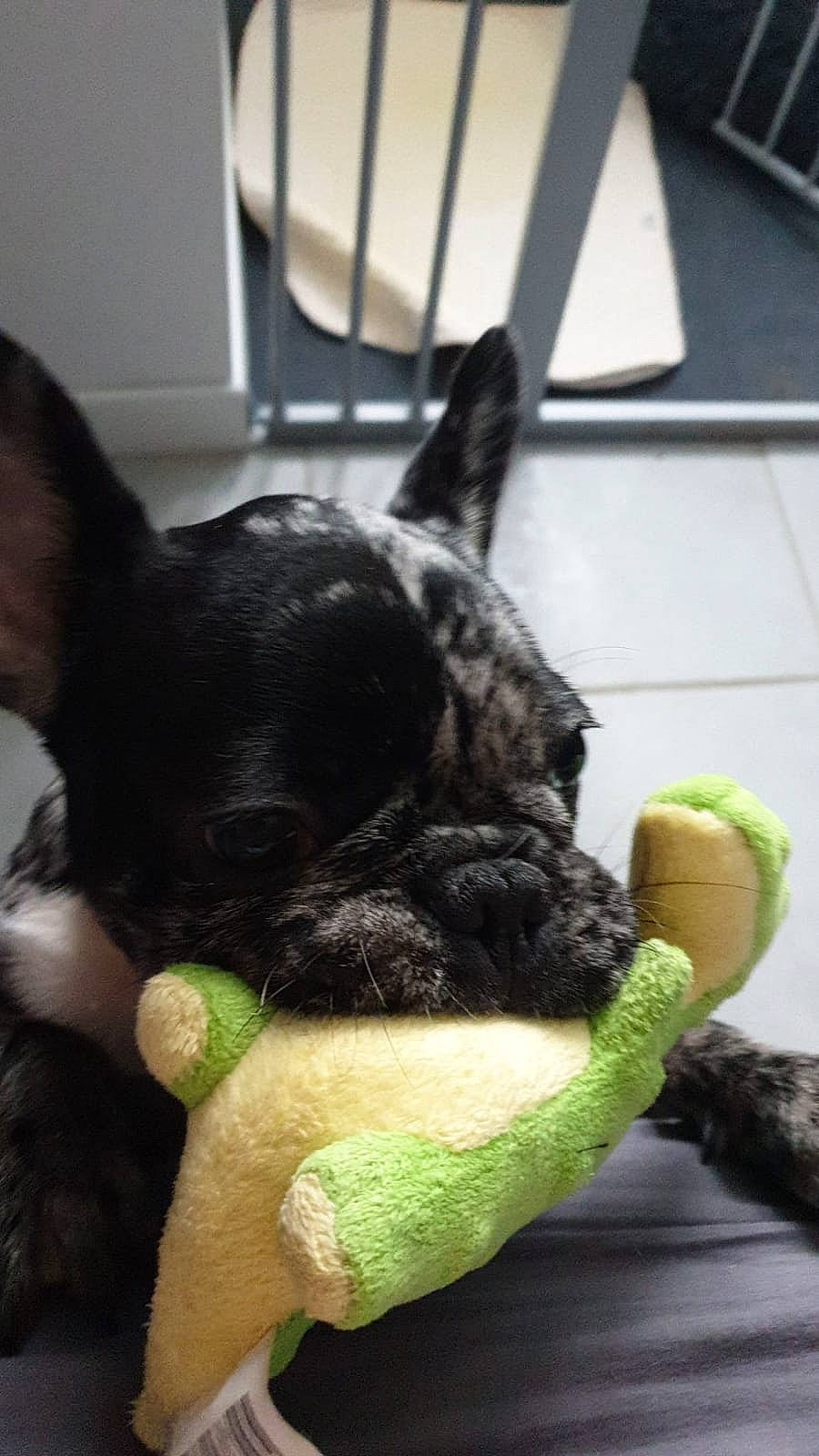 Boston a rejoint le concours — aidez-le/la à gagner de superbes lots ! canidae, companion_dog, dog_breed, ear, fawn, felidae, fur, grass, mammal, plush, rabbit, rabbits_and_hares, snout, stuffed_toy, tail, terrestrial_animal, toy, vertebrate, whiskers, working_animal