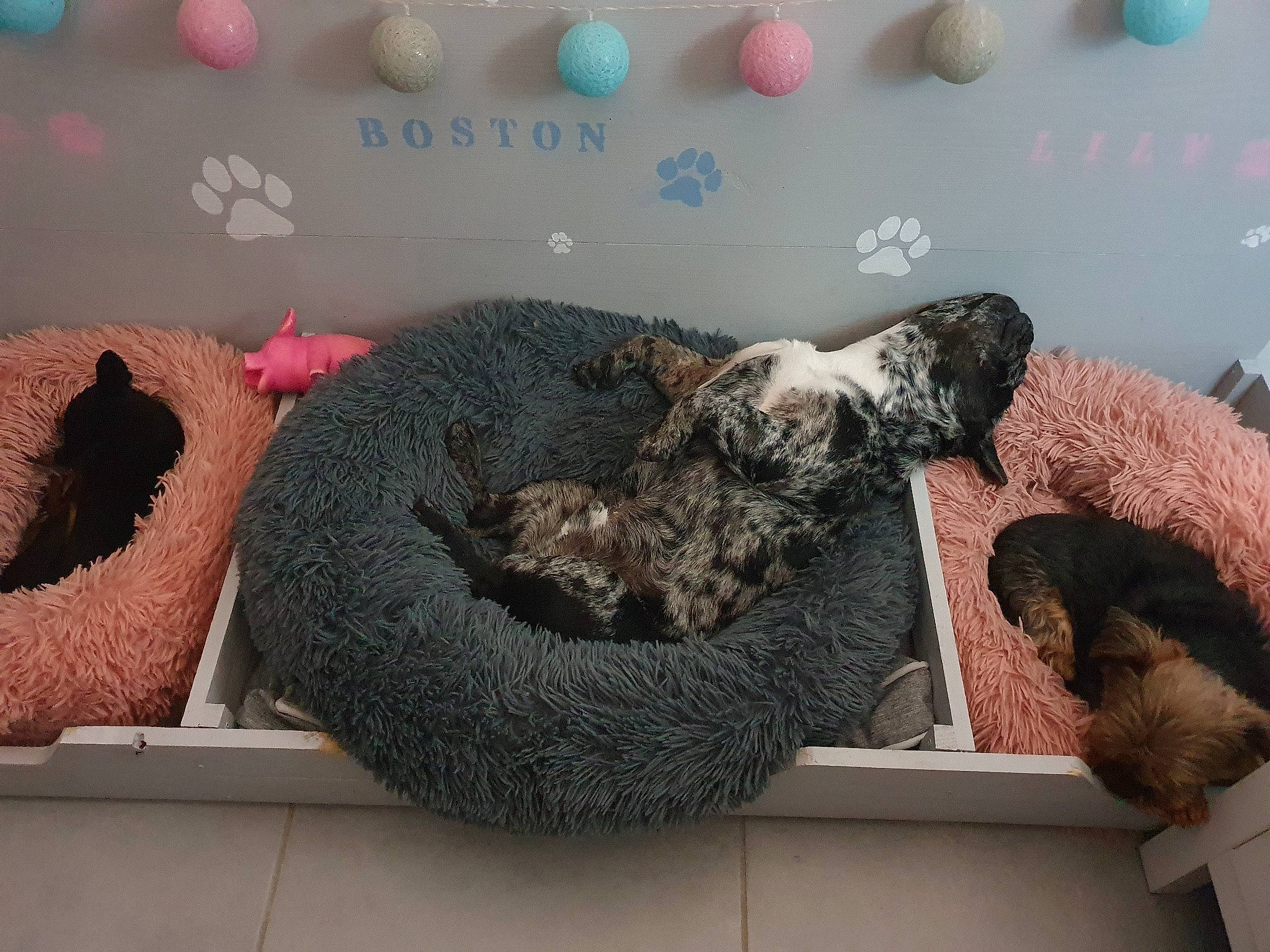 Boston a rejoint le concours — aidez-le/la à gagner de superbes lots ! art, balloon, carnivore, comfort, couch, dog_breed, felidae, fur, grey, mammal, organism, plush, rock, room, small_to_medium_sized_cats, studio_couch, stuffed_toy, tail, toy, wool