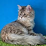animal, blue_background, cat, cute, domestic, ears, feline, fluffy, fur, gray, green_carpet, indoor, kitten, looking_away, pet, sitting, tabby, tail, whiskers, young