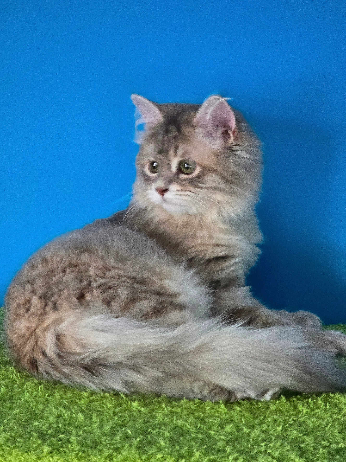Percy