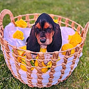 Lemon joined the competition — help win amazing prizes! puppy, dog, basset_hound, basket, lemons, yellow_roses, blanket, grass, outdoor, cute, animal, pet, winking, wicker, nature, floral, spring, resting, adorable, close_up