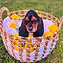 puppy, dog, basset_hound, basket, lemons, yellow_roses, blanket, grass, outdoor, cute, animal, pet, winking, wicker, nature, floral, spring, resting, adorable, close_up