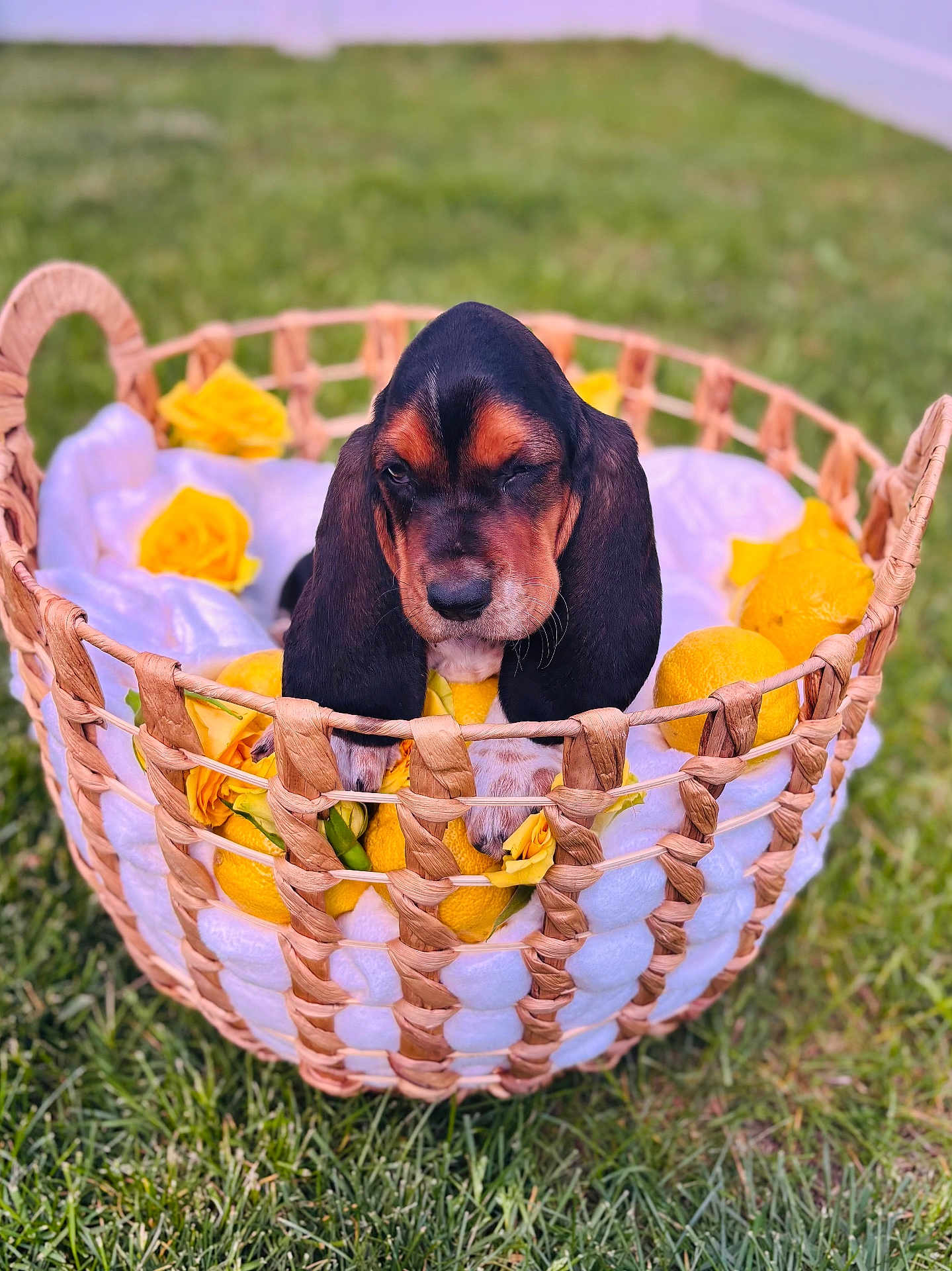Lemon joined the competition — help win amazing prizes! puppy, dog, basset_hound, basket, lemons, yellow_roses, blanket, grass, outdoor, cute, animal, pet, winking, wicker, nature, floral, spring, resting, adorable, close_up