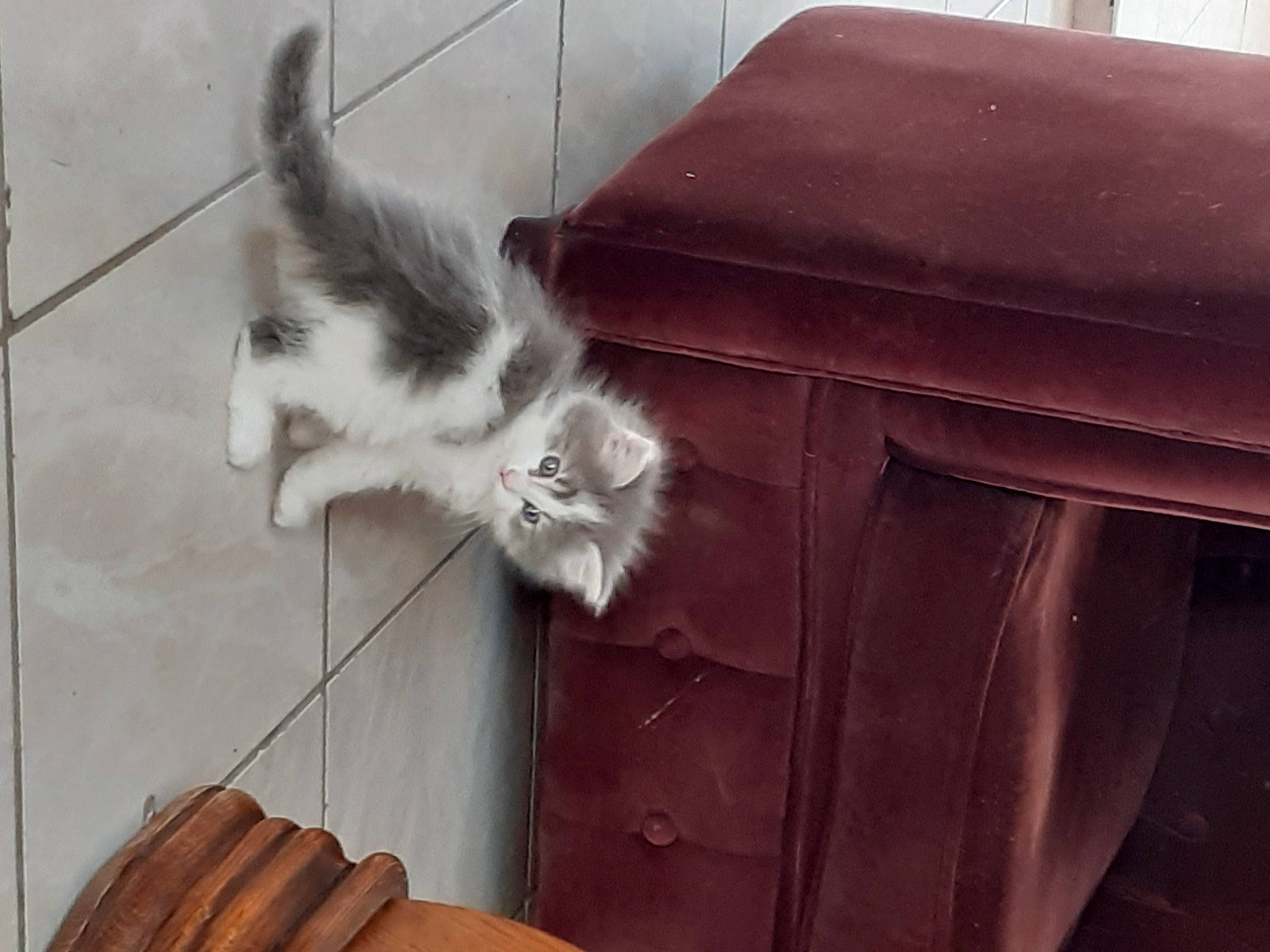 Willy a rejoint le concours — aidez-le/la à gagner de superbes lots ! black, cabinetry, carnivore, cat, chair, chest_of_drawers, drawer, felidae, flooring, fur, grey, hardwood, small_to_medium_sized_cats, snout, table, tail, tints_and_shades, vehicle_door, whiskers, wood