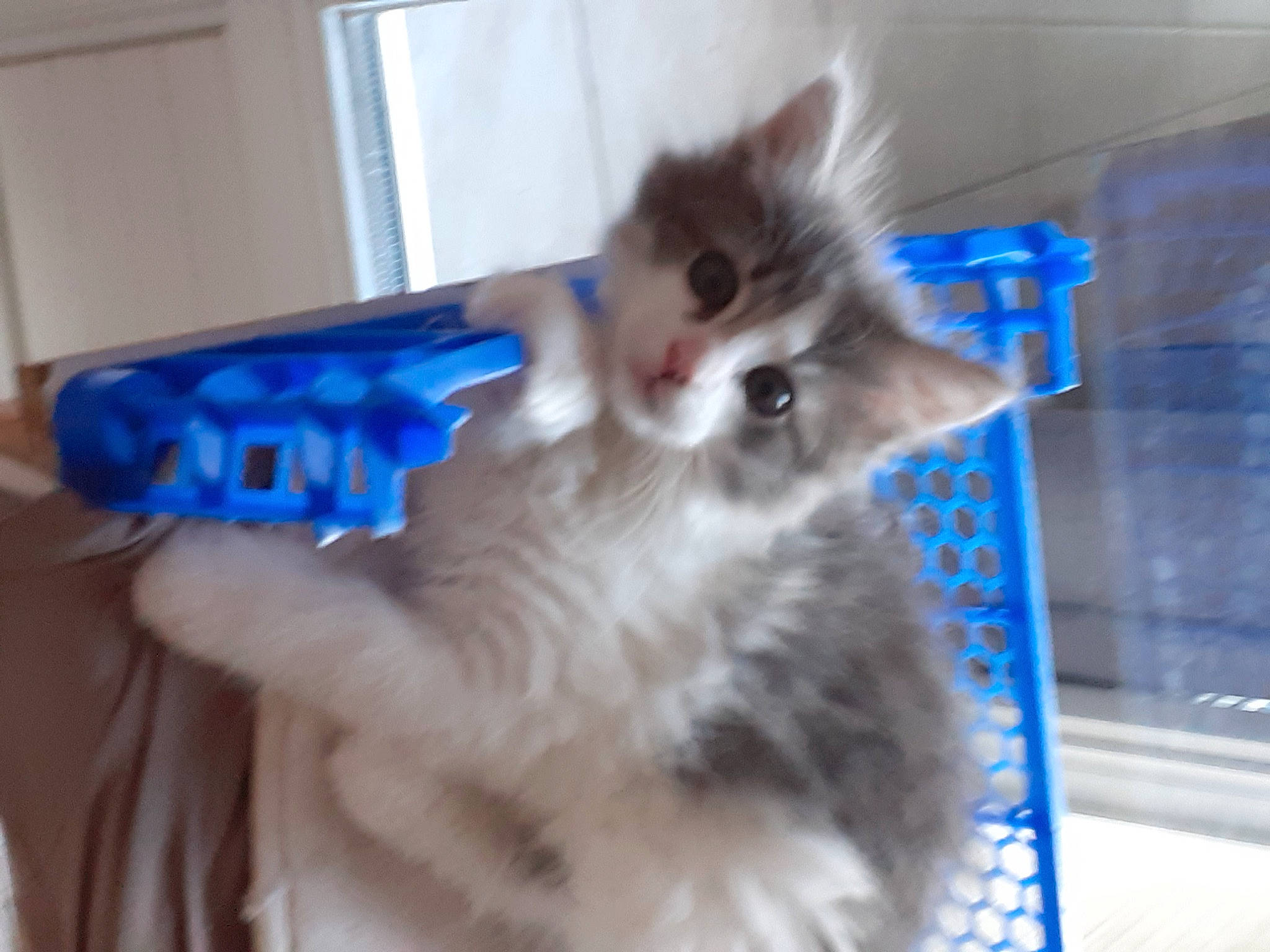 Willy participe au concours pour gagner de l'argent avec cette photo : carnivore, cat, domestic_short_haired_cat, electric_blue, fawn, felidae, fur, paw, photo_caption, small_to_medium_sized_cats, snout, tail, whiskers