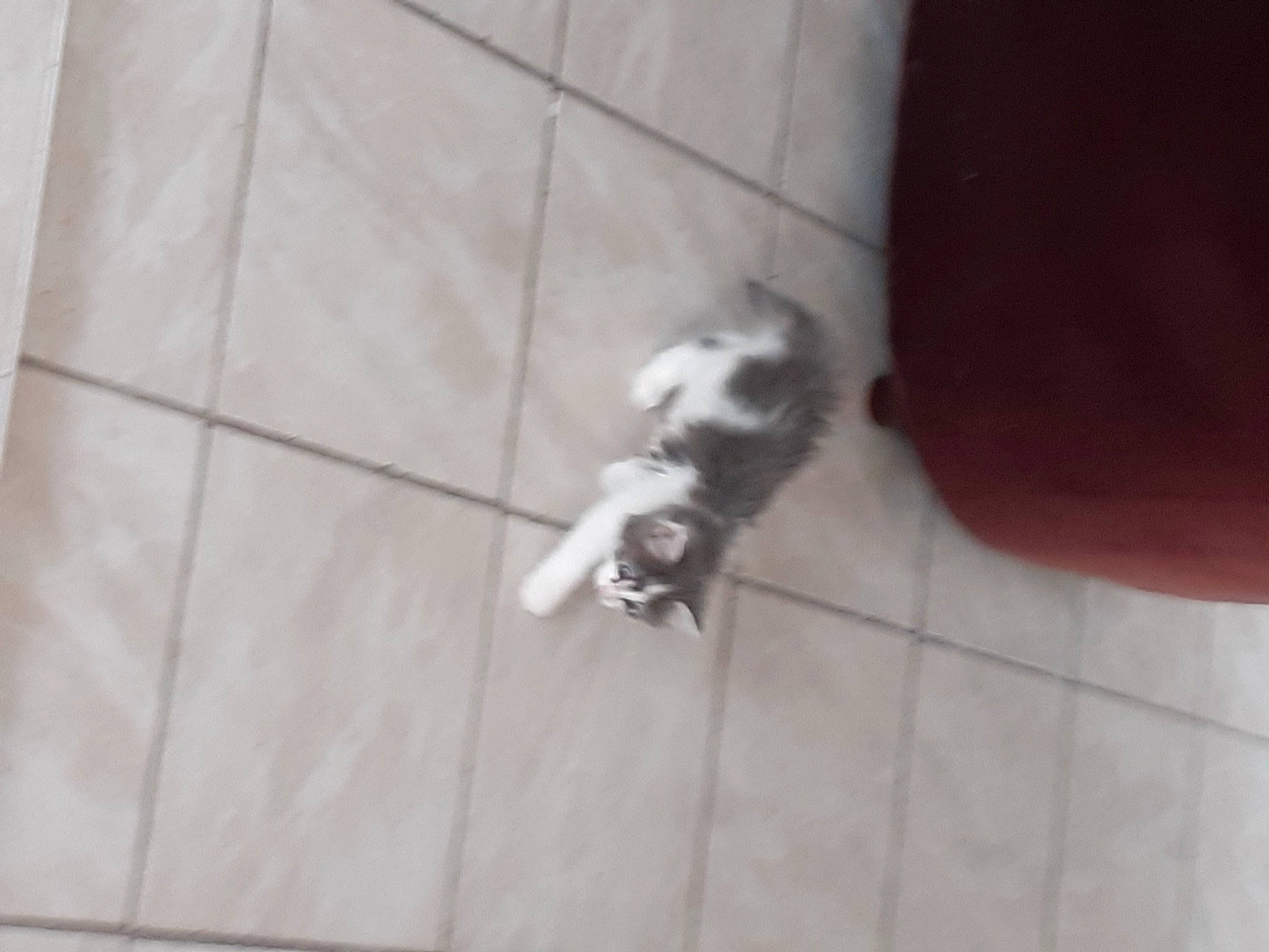 Willy participe au concours pour gagner de l'argent avec cette photo : carnivore, cat, companion_dog, dog_breed, domestic_short_haired_cat, fawn, felidae, floor, flooring, foot, fur, grey, hardwood, human_leg, paw, small_to_medium_sized_cats, snout, tail, whiskers, wood