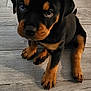 puppy, rottweiler, dog, pet, animal, floor, wooden_floor, brown, black, cute, sitting, young, indoor, tile, fur, canine, looking_up, small, adorable, domestic