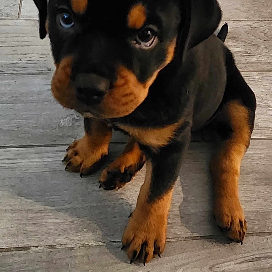 Nova is registered to the contest to win money with this photo: adorable, animal, black, brown, canine, cute, dog, domestic, floor, fur, indoor, looking_up, pet, puppy, rottweiler, sitting, small, tile, wooden_floor, young