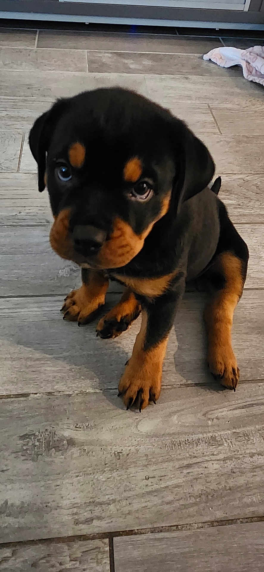 Nova is registered to the contest to win money with this photo: puppy, rottweiler, dog, pet, animal, floor, wooden_floor, brown, black, cute, sitting, young, indoor, tile, fur, canine, looking_up, small, adorable, domestic