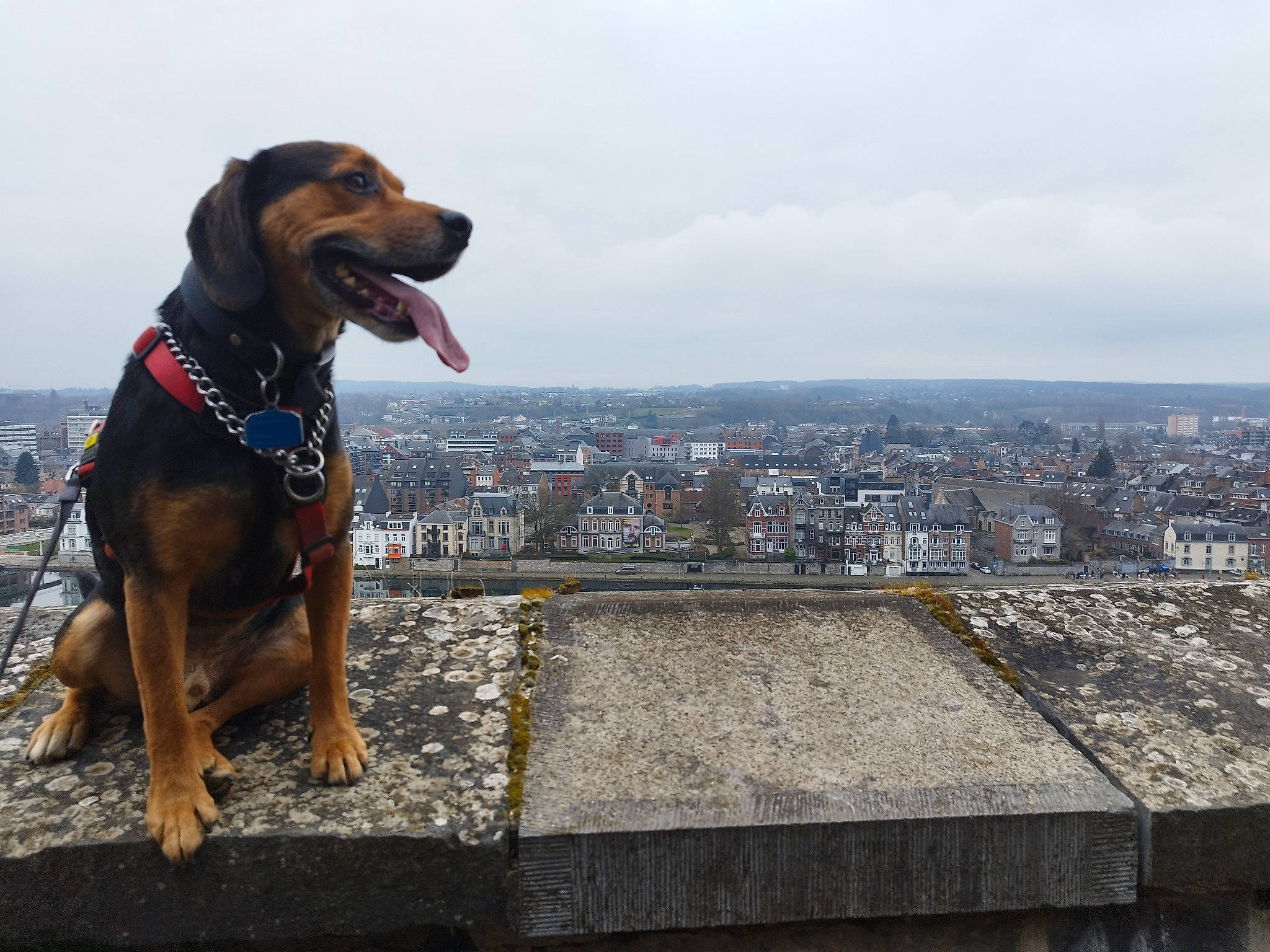 Spyro participe au concours pour gagner de l'argent avec cette photo : canidae, carnivore, city, cloud, collar, companion_dog, dog, dog_breed, dog_collar, guard_dog, horizon, hound, leash, montenegrin_mountain_hound, roof, sky, sporting_group, travel, working_animal, working_dog