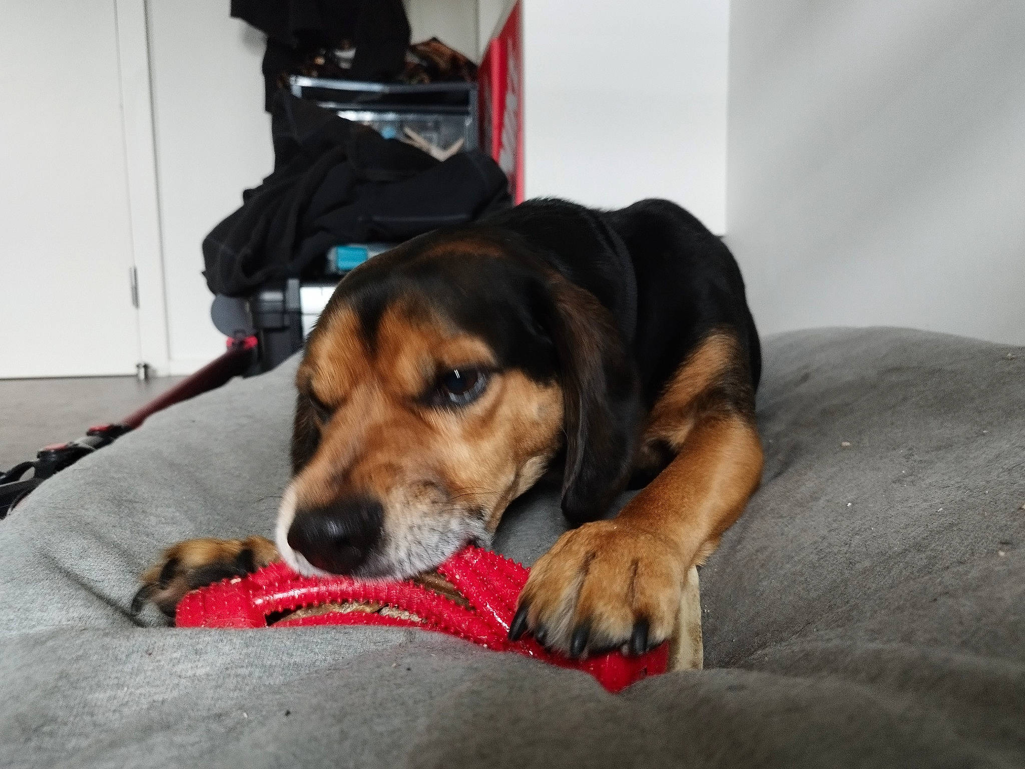 Spyro a rejoint le concours — aidez-le/la à gagner de superbes lots ! bag, bored, canidae, carnivore, collar, comfort, companion_dog, couch, dog, dog_breed, dog_supply, fawn, fur, luggage_and_bags, paw, pet_supply, puppy, scent_hound, sporting_group, working_animal