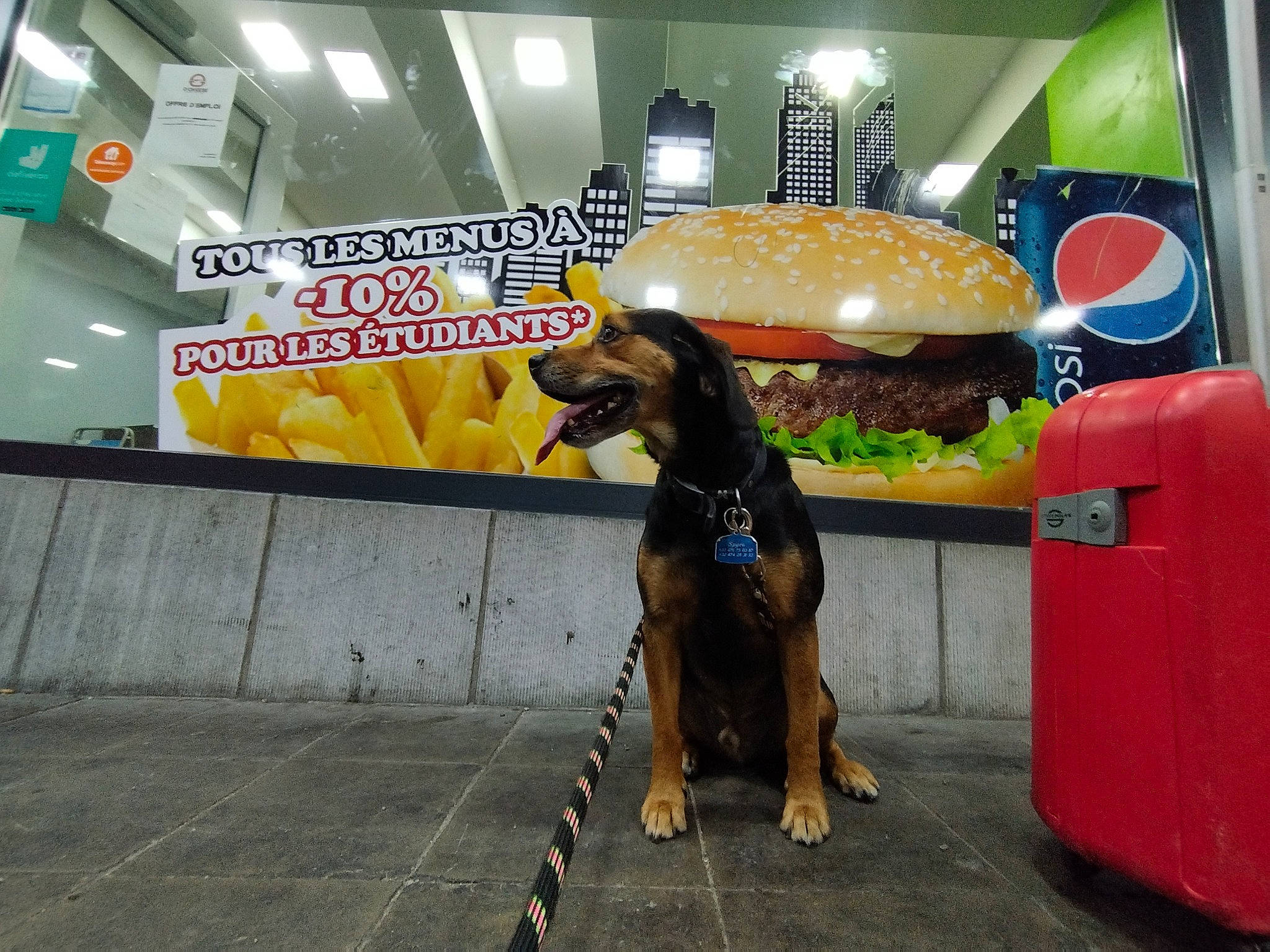 Spyro a rejoint le concours — aidez-le/la à gagner de superbes lots ! advertising, carnivore, companion_dog, dog, dog_breed, dog_supply, fashion_accessory, hound, logo, machine, sporting_group, working_animal, working_dog