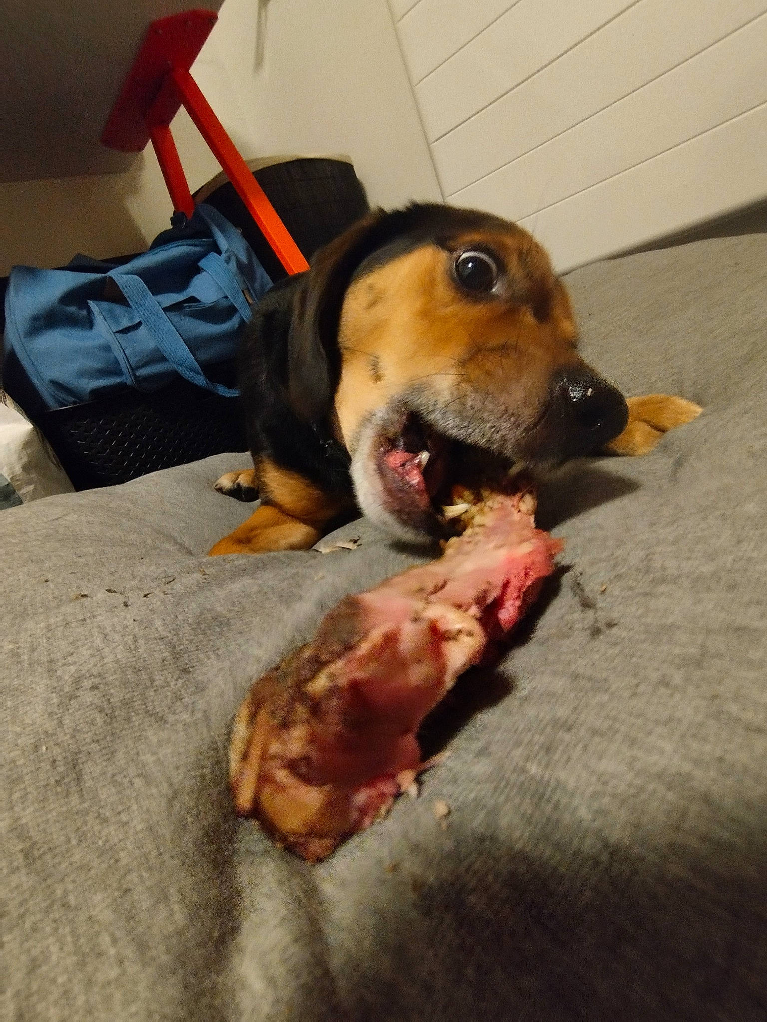 Spyro a rejoint le concours — aidez-le/la à gagner de superbes lots ! canidae, carnivore, chair, comfort, companion_dog, dog, dog_breed, dog_supply, fawn, flooring, fur, paw, puppy, snout, sporting_group, toy, whiskers