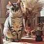 animal, calm, cat, closeup, cozy, decor, dried_grass, furniture, home, indoor, natural_light, pampas_grass, pet, portrait, shadow, sitting, sunlight, tabby_cat, table, vase