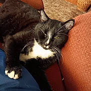 Zippy is registered to the contest to win money with this photo: animal, black_and_white, carpet, cat, closeup, comfort, couch, cozy, domestic, feline, fur, home, indoor, paw, pet, relaxed, resting, sleepy, tuxedo_cat, whiskers