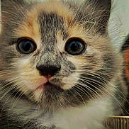 Loulou a rejoint le concours — aidez-le/la à gagner de superbes lots ! animal, cat, close_up, curious, cute, eyes, face, feline, fluffy, fur, indoor, kitten, mammal, pet, portrait, small, soft, tabby, whiskers, young