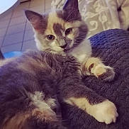 Loulou a rejoint le concours — aidez-le/la à gagner de superbes lots ! animal, blanket, cat, cozy, curious, cute, domestic, ears, feline, floor, fur, indoor, kitten, paws, pet, portrait, relaxed, soft_light, table, whiskers