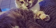 Loulou a rejoint le concours — aidez-le/la à gagner de superbes lots ! animal, blanket, cat, cozy, curious, cute, domestic, ears, feline, floor, fur, indoor, kitten, paws, pet, portrait, relaxed, soft_light, table, whiskers