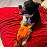 dog, toy, plush_toy, red_blanket, indoor, floor, couch, black_and_white, happy, pet, animal, paw, fur, smiling, playful, relaxed, living_room, cozy, mammal, domestic_animal