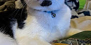 Alpine joined the competition — help win amazing prizes! cat, black_and_white, pet, feline, collar, bell, whiskers, close_up, indoor, quilt, fabric, relaxed, animal, cute, paw, fur, muzzle, nose, ears, eyes