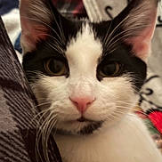 Alpine joined the competition — help win amazing prizes! cat, close_up, black_and_white, whiskers, pink_nose, ears, fur, pet, animal, curious, face, indoor, soft_texture, eyes, portrait, feline, domestic_cat, cute, looking_at_camera, relaxed