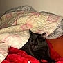 animal, black_cat, blanket, cat, comfort, cozy, cute, domestic_animal, feline, fur, home, indoor, mammal, nap, pet, quilt, red_blanket, relaxation, resting, sleeping