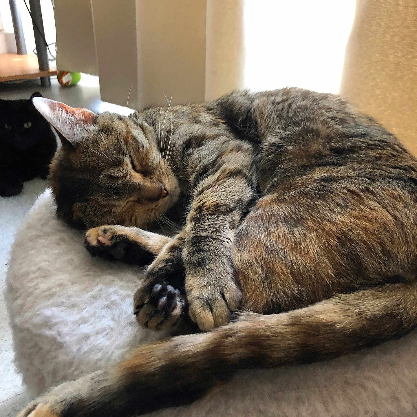 Shacha participe au concours pour gagner de l'argent avec cette photo : background, black_cat, cat, cozy, curled_up, domestic_animal, feline, fur, indoor, paws, peaceful, pet, quiet, resting, shadow, sleeping, soft_surface, tabby_cat, tail, whiskers
