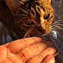 animal, bubble, cat, close_up, curious, ears, face, focus, fur, hand, indoor, nose, pet, reflection, shadow, soap_bubble, soft_light, sunlight, tabby, whiskers