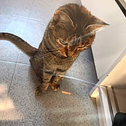 Shacha a rejoint le concours — aidez-le/la à gagner de superbes lots ! cat, tabby, pet, animal, indoor, floor, reflection, glass, curious, whiskers, ears, tail, kitchen, tile_floor, domestic_cat, feline, looking_down, sitting, brown, striped