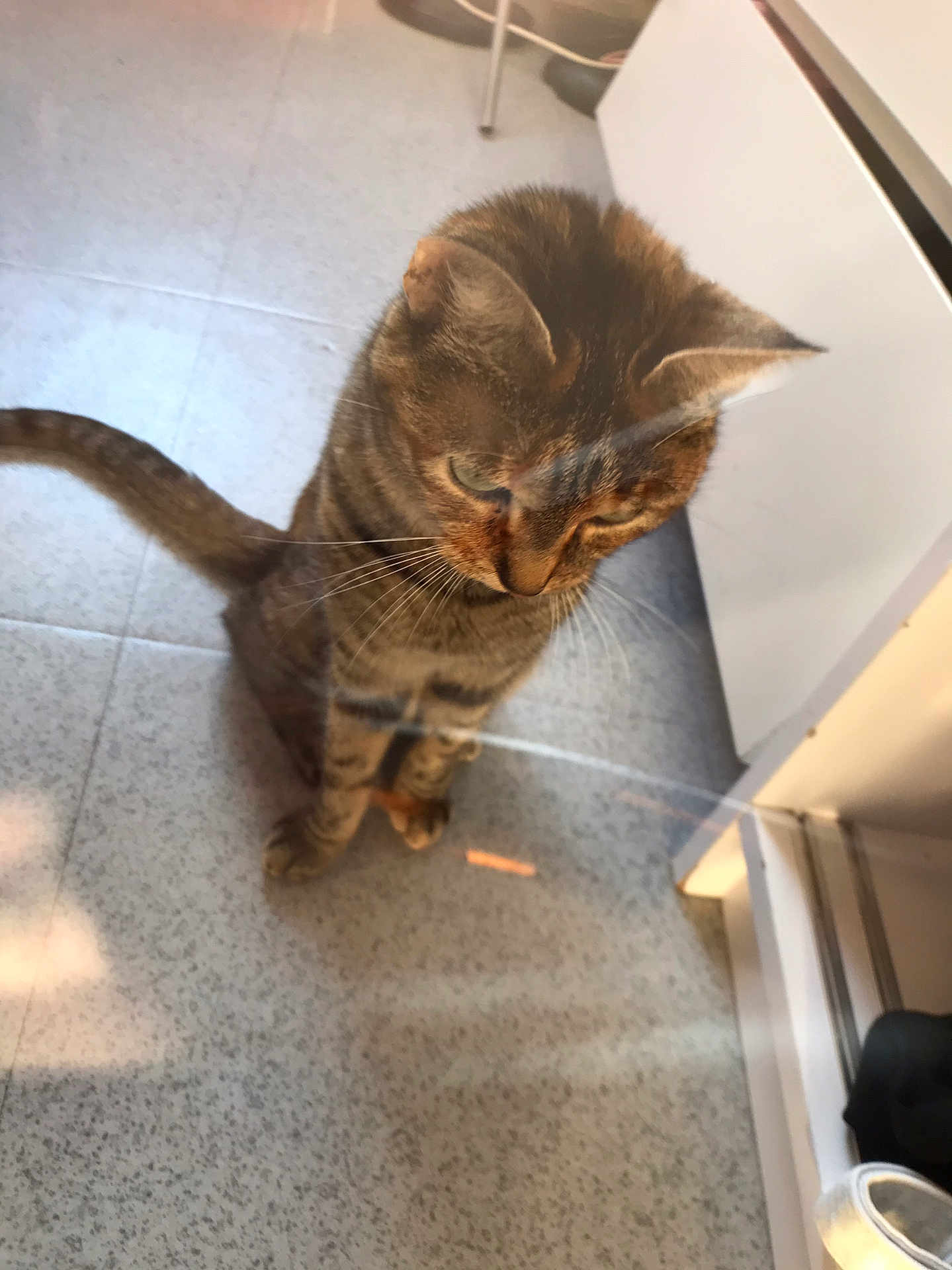 Shacha a rejoint le concours — aidez-le/la à gagner de superbes lots ! cat, tabby, pet, animal, indoor, floor, reflection, glass, curious, whiskers, ears, tail, kitchen, tile_floor, domestic_cat, feline, looking_down, sitting, brown, striped