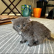 Magnolia joined the competition — help win amazing prizes! animal, background, basket, cardboard, carpet, cat, curious, cute, domestic, feline, floor, fluffy, gray_fur, household, indoor, kitten, pet, small, water_can, young