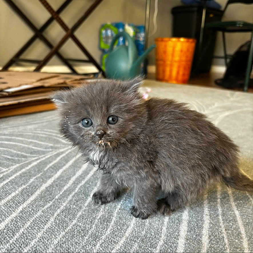Magnolia joined the competition — help win amazing prizes! animal, background, basket, cardboard, carpet, cat, curious, cute, domestic, feline, floor, fluffy, gray_fur, household, indoor, kitten, pet, small, water_can, young