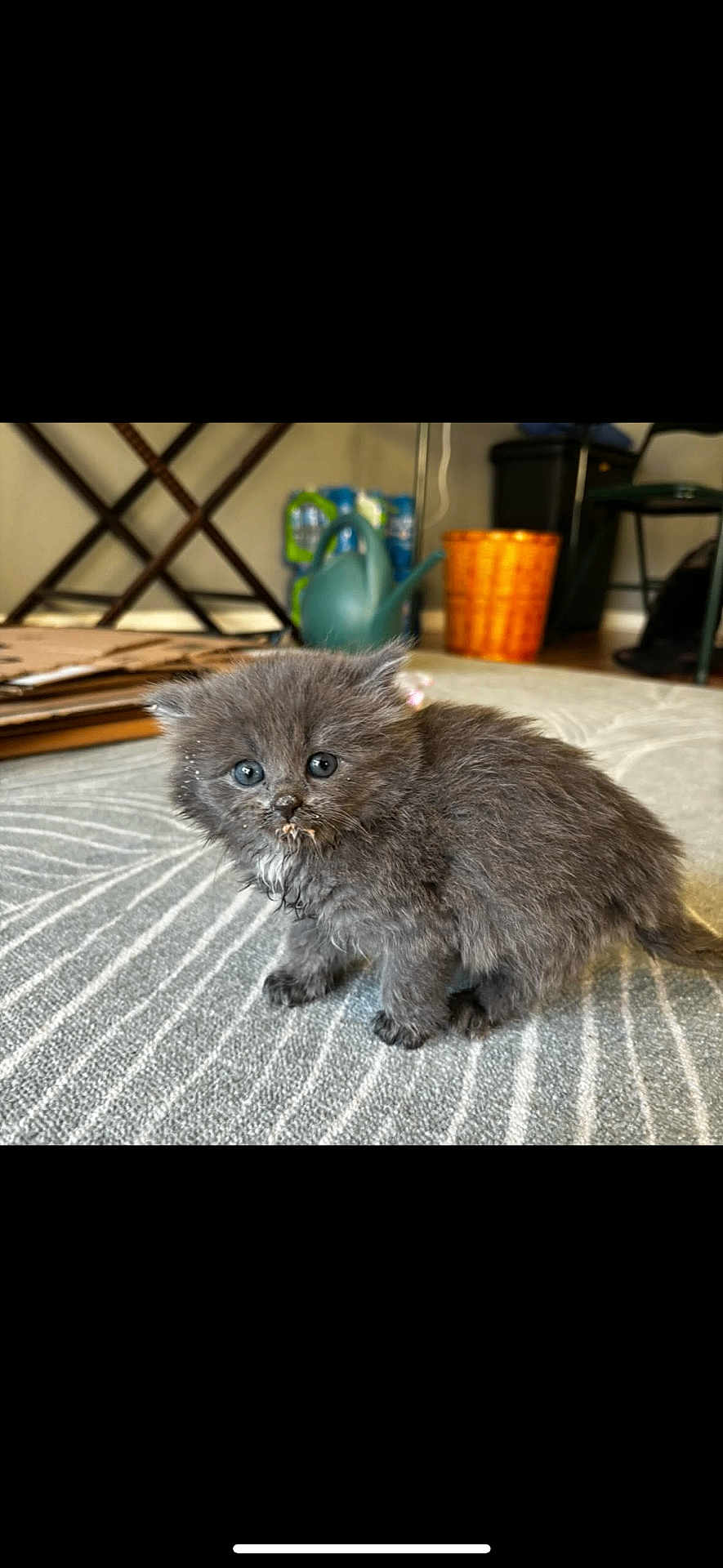 Magnolia joined the competition — help win amazing prizes! animal, background, basket, cardboard, carpet, cat, curious, cute, domestic, feline, floor, fluffy, gray_fur, household, indoor, kitten, pet, small, water_can, young