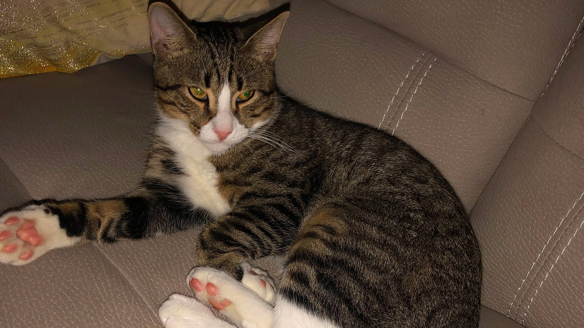 Loki Of Asgard is registered to the contest to win money with this photo: aegean_cat, american_shorthair, american_wirehair, arabian_mau, asian, australian_mist, california_spangled, carnivore, cat, domestic_short_haired_cat, dragon_li, egyptian_mau, european_shorthair, felidae, kitten, mammal, small_to_medium_sized_cats, tabby_cat, vertebrate, whiskers