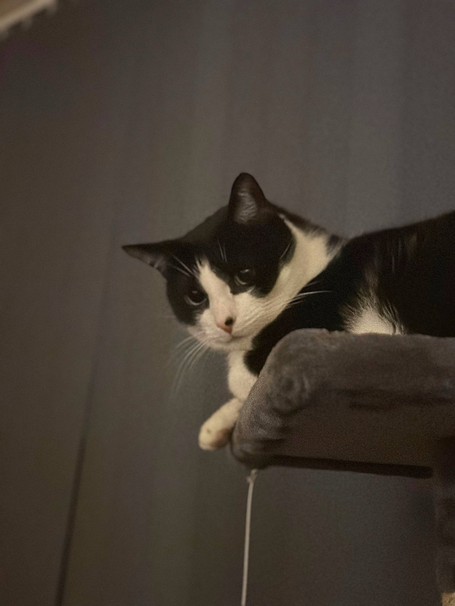 Alex is registered to the contest to win money with this photo: carnivore, cat, comfort, darkness, domestic_short_haired_cat, felidae, fur, hardwood, monochrome, monochrome_photography, paw, room, small_to_medium_sized_cats, snout, tail, whiskers, window, wood